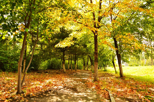 森林公园秋色