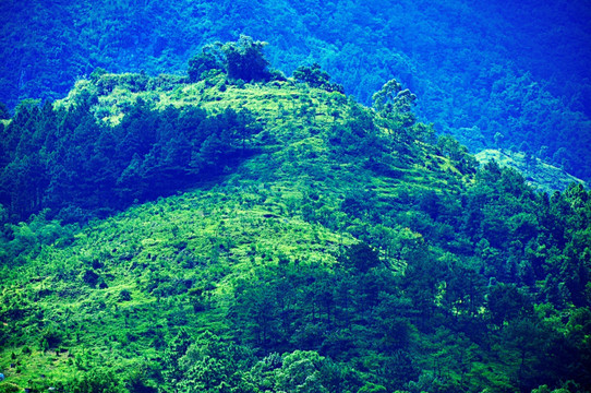 山坡满眼的绿色