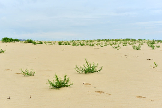 沙漠