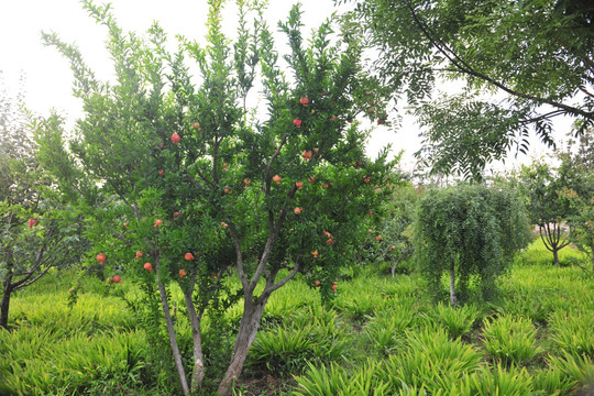 公园风景 石榴树