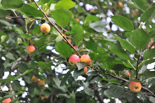 沙果 小苹果