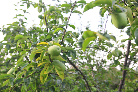 木瓜 木瓜树 青木瓜