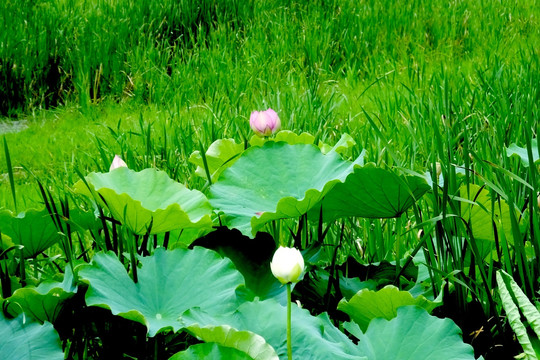荷花