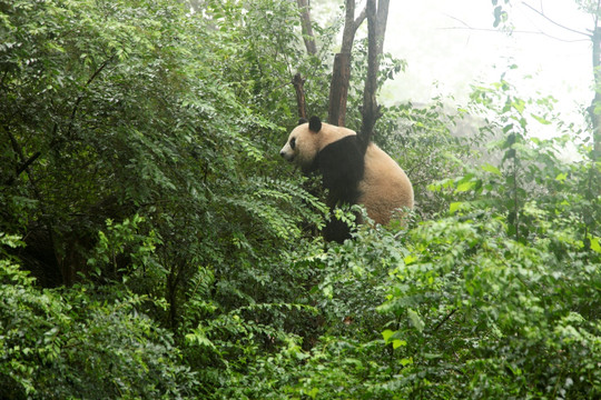 大熊猫 爬树的熊猫