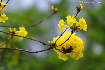 黄花风铃木