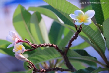 鸡蛋花