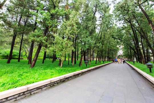 北京颐和园草坪树林石板路