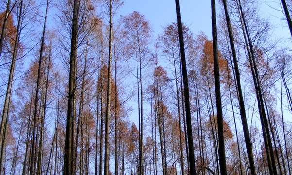 秋天杉树林