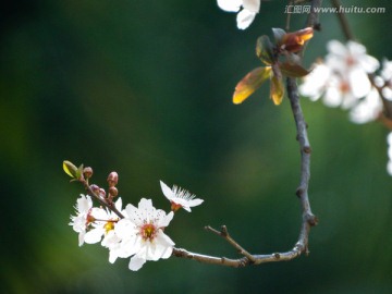 海棠花