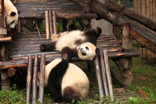 大熊猫 国宝