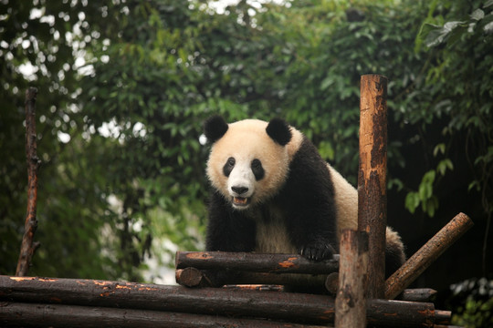 国宝熊猫 大熊猫