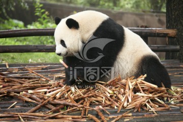 大熊猫 可爱的大熊猫