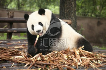 国宝大熊猫 吃竹笋的熊猫