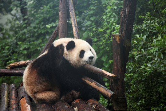 熊猫 国宝大熊猫