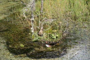 九寨沟湖中的野鸭