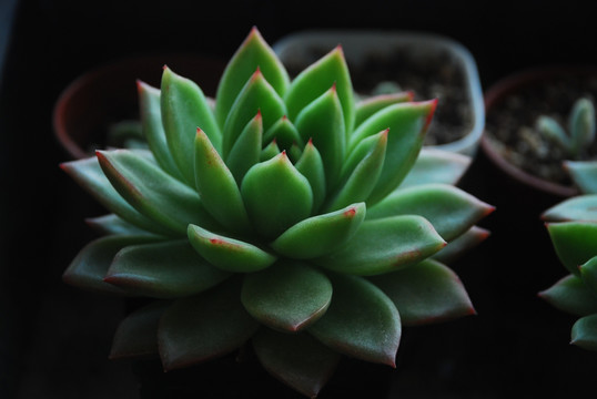 东云多肉植物