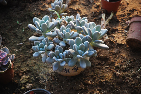 白美人多肉植物