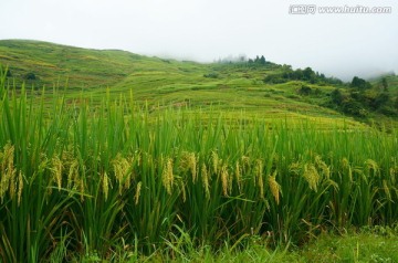 高山水稻