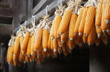 农家 玉米