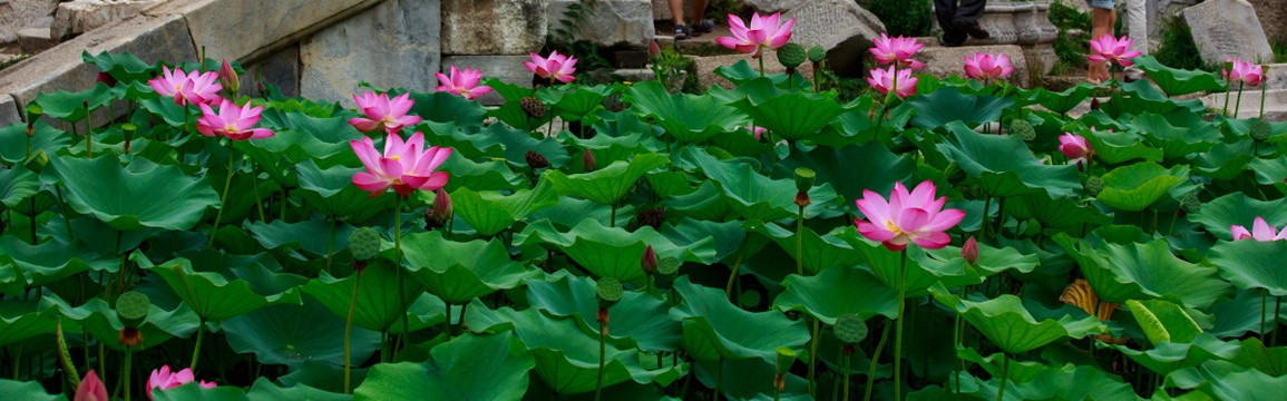 北京圆明园荷花