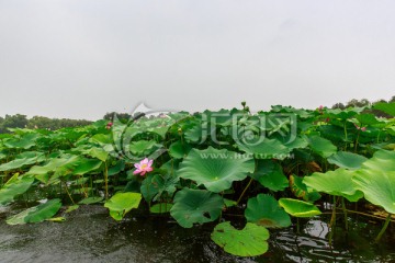 圆明园湖水荷花