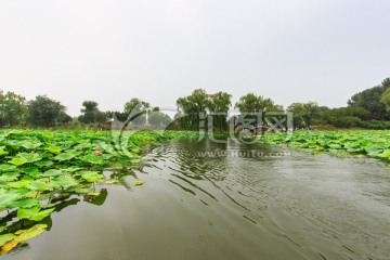 圆明园湖水荷花拱桥