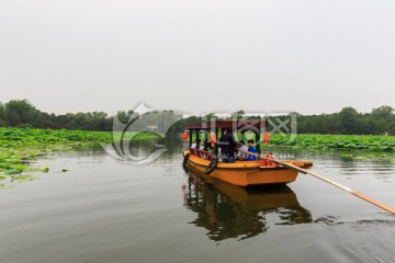 圆明园湖水荷花游船