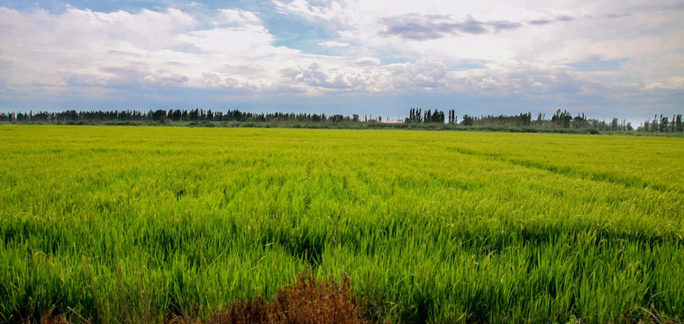 新疆水稻