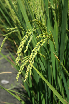 新疆水稻