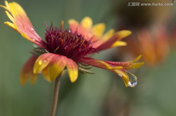 大天人菊花 花卉 水滴 露珠