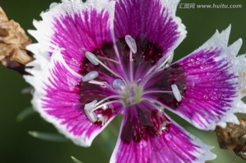 石竹花 微距 花朵 花蕊