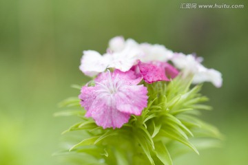 清新小花朵