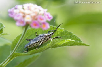 蝽 臭虫 昆虫