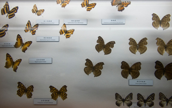 蝴蝶标本展示 蛱蝶