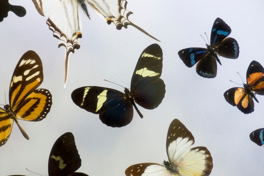 外国蝴蝶标本 展示