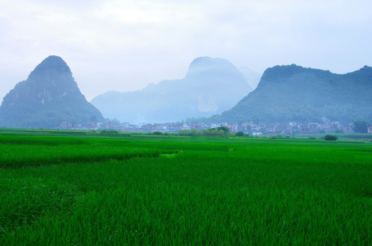 风景 田野