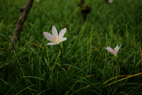花卉