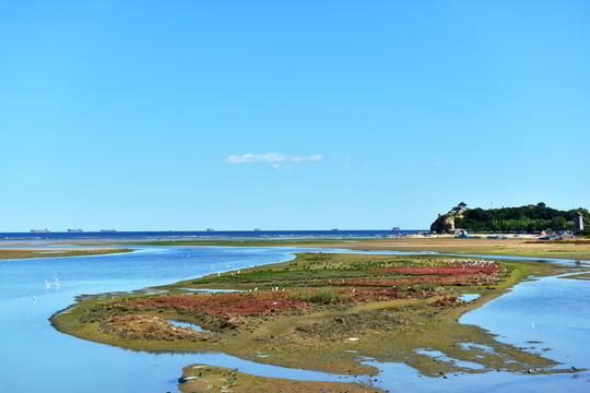 北戴河鸽子窝观鸟湿地