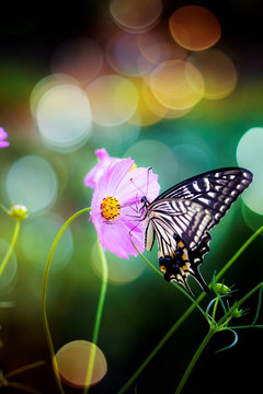 光斑蝴蝶