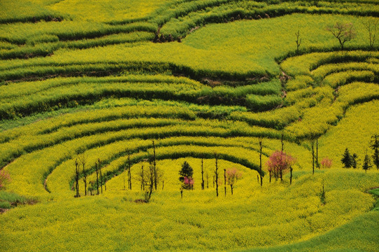 罗平油菜花田