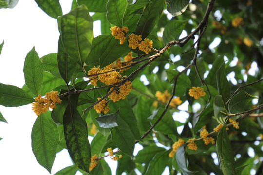 桂花