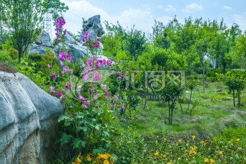 公园风景 植物绿化