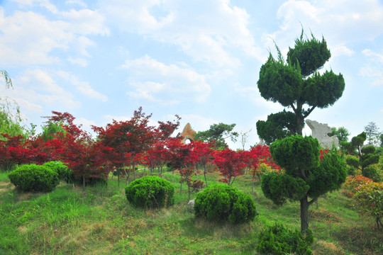 公园风景 景观园林 红树叶