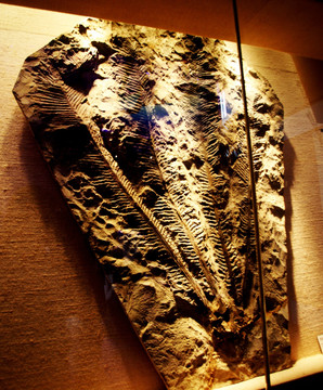 恐龙化石 博物馆 广州 文物