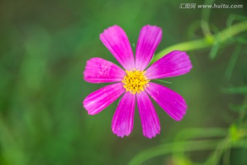 红色的花朵特写