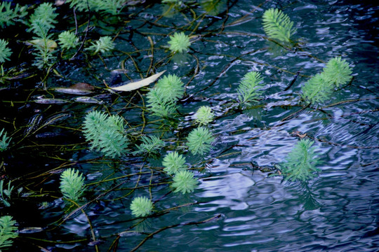 水中植物