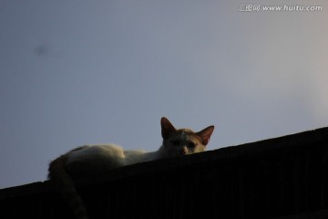 屋脊上的猫