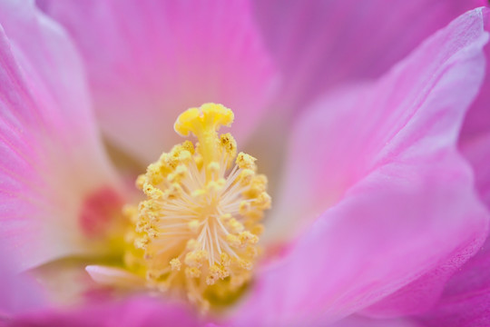 木芙蓉 花蕾