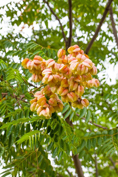 栾树 木栾花