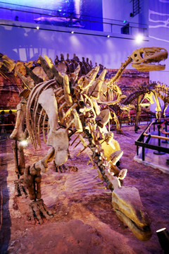 恐龙化石 博物馆 